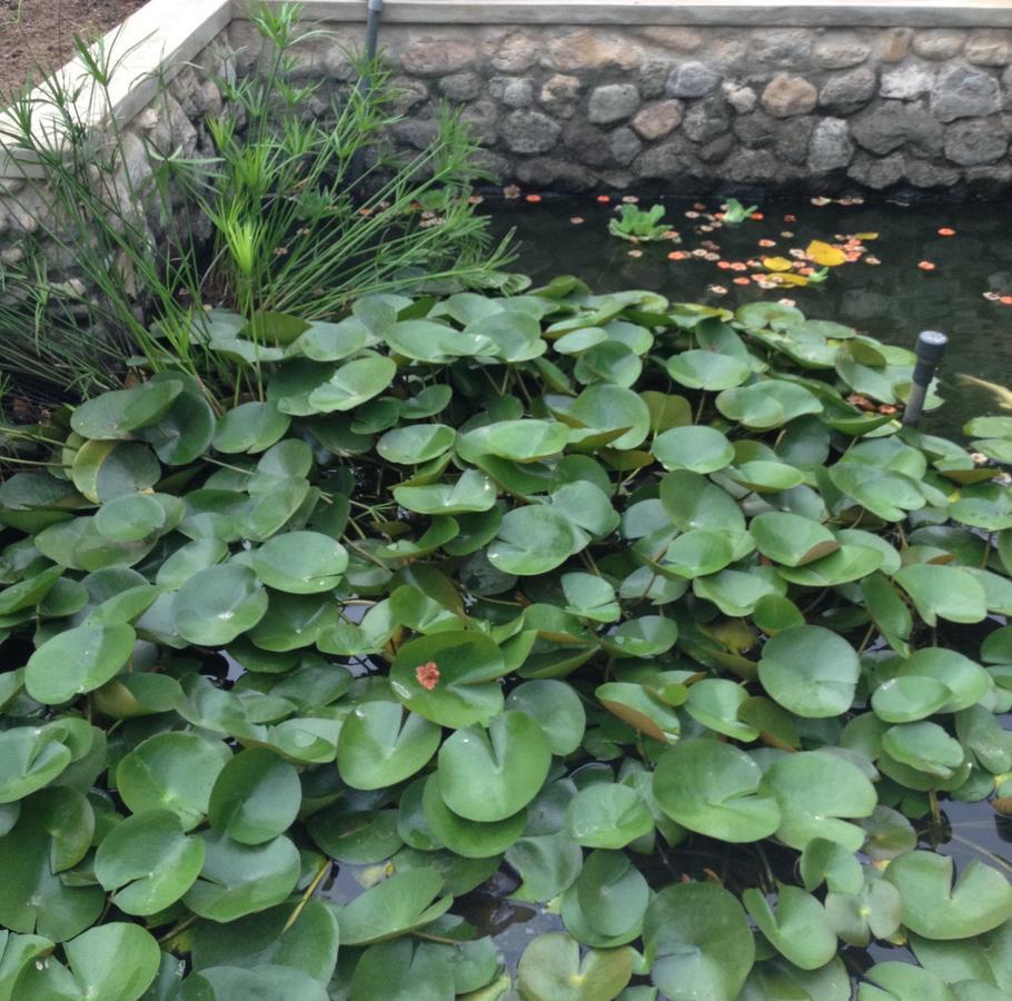 Nocleg ze śniadaniem Garden Roomz Oman