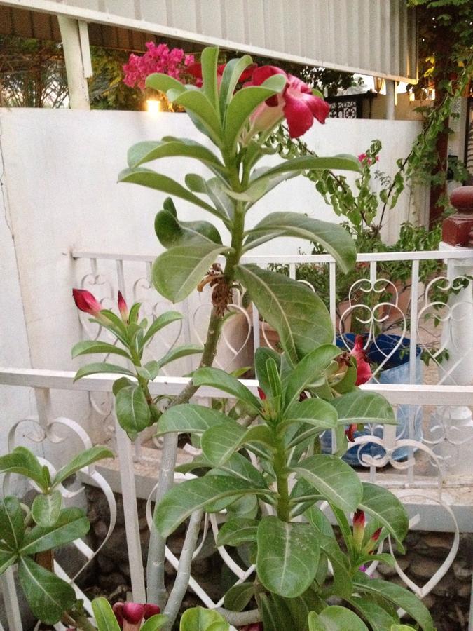 Couette-café Garden Roomz Oman